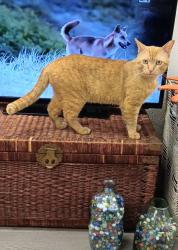 Lost Male Cat last seen Freemont , Montclair, CA 91763