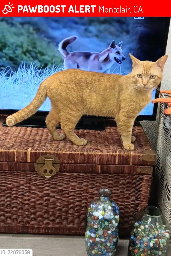 Lost Male Cat last seen Freemont , Montclair, CA 91763