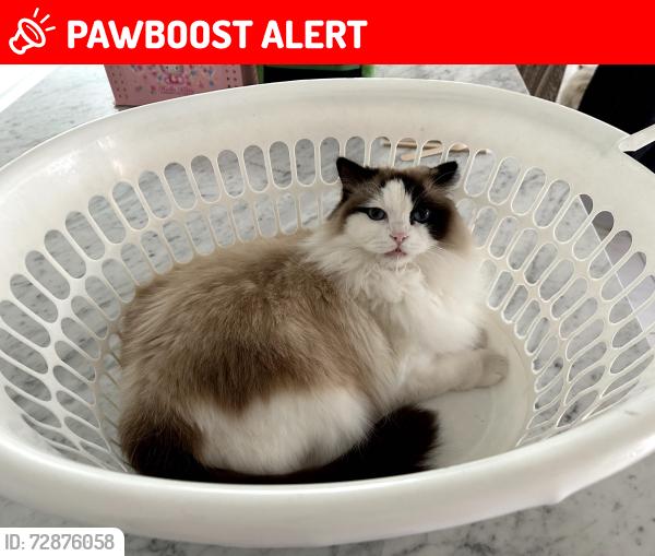 Lost Female Cat last seen Jackson & awell Rd, Sunnybank Hills, QLD 4109