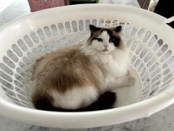 Lost Female Cat last seen Jackson & awell Rd, Sunnybank Hills, QLD 4109
