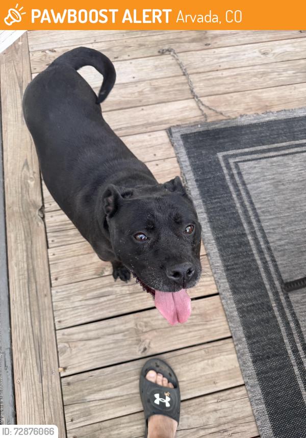 Found/Stray Female Dog last seen 64th and Oak, Arvada, CO 80004