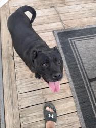 Found/Stray Female Dog last seen 64th and Oak, Arvada, CO 80004