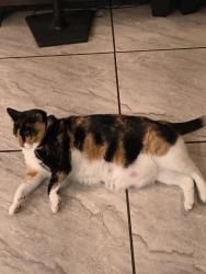 Lost Female Cat last seen Hurst Court and Hill, DeLand, FL 32724