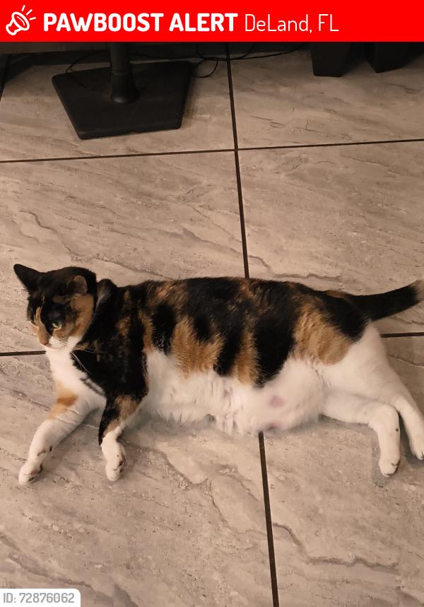 Lost Female Cat last seen Hurst Court and Hill, DeLand, FL 32724