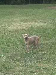 Found/Stray Male Dog last seen Boyle park play ground , Little Rock, AR 72216