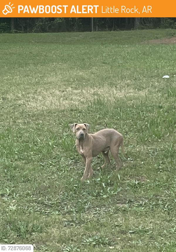 Found/Stray Male Dog last seen Boyle park play ground , Little Rock, AR 72216