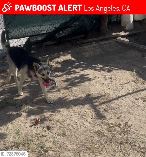 Lost Male Dog last seen Alameda , Los Angeles, CA 90001
