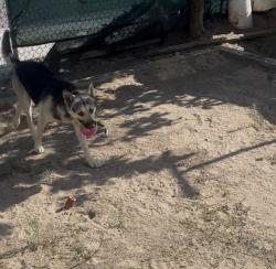 Lost Male Dog last seen Alameda , Los Angeles, CA 90001