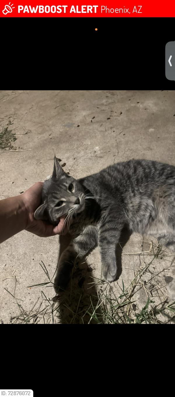 Lost Male Cat last seen 19th ave and Dunlap, Phoenix, AZ 85029