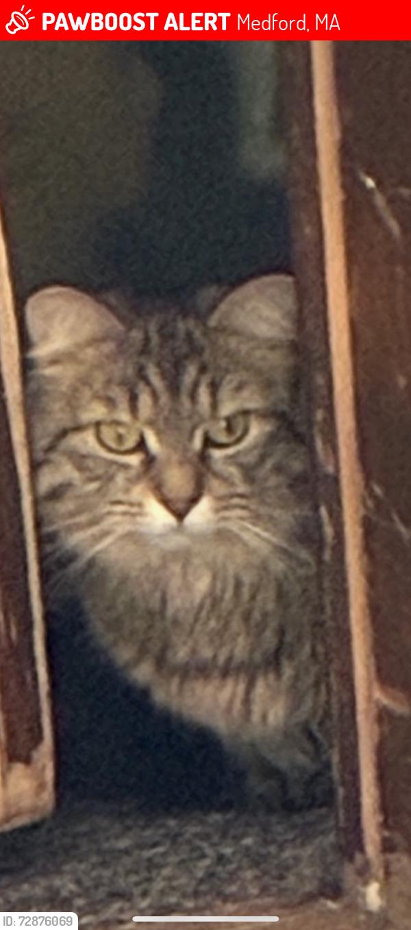 Lost Female Cat last seen Newburn avs Morton Ave, Medford, MA 02155