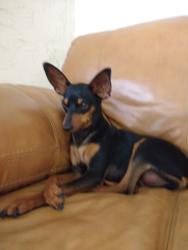 Lost Male Dog last seen 225A and 54th loop, Ocala, FL 34482