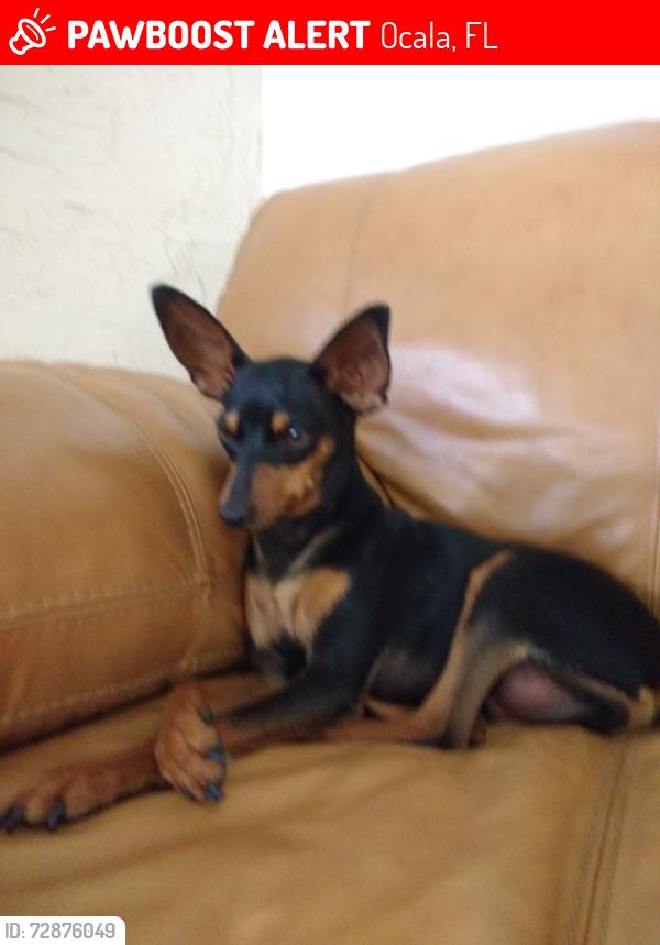 Lost Male Dog last seen 225A and 54th loop, Ocala, FL 34482