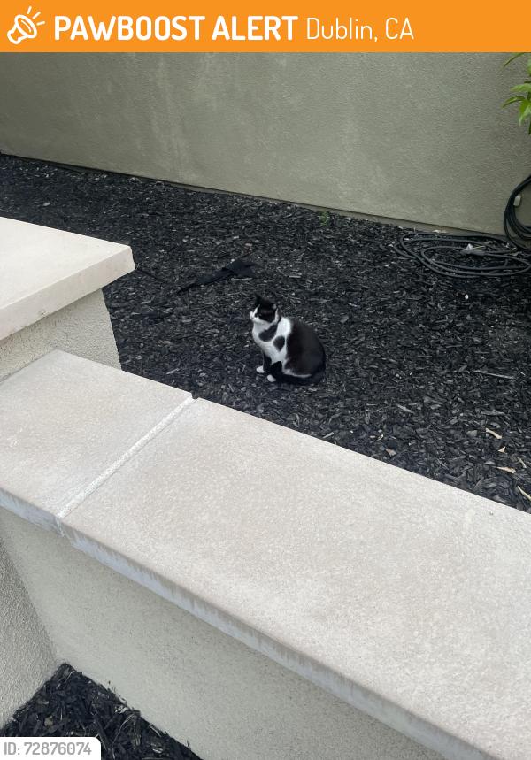 Found/Stray Unknown Cat last seen Don biddle park, Dublin, CA 94568