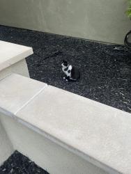 Found/Stray Unknown Cat last seen Don biddle park, Dublin, CA 94568