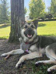Found/Stray Male Dog last seen High School on G Street, Merced, CA 95340