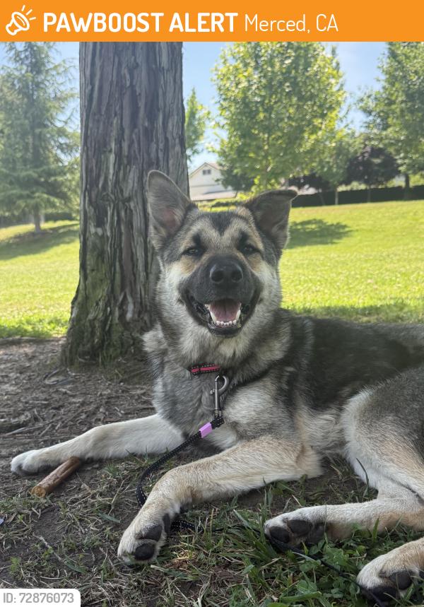 Found/Stray Male Dog last seen High School on G Street, Merced, CA 95340