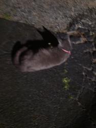 Found/Stray Female Cat last seen Norwich Rd, Charlotte, NC 28227