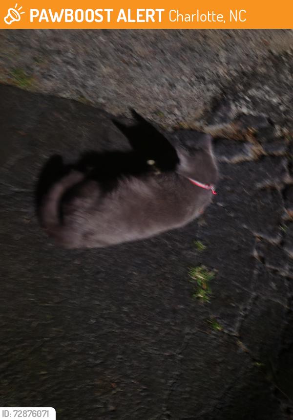 Found/Stray Female Cat last seen Norwich Rd, Charlotte, NC 28227