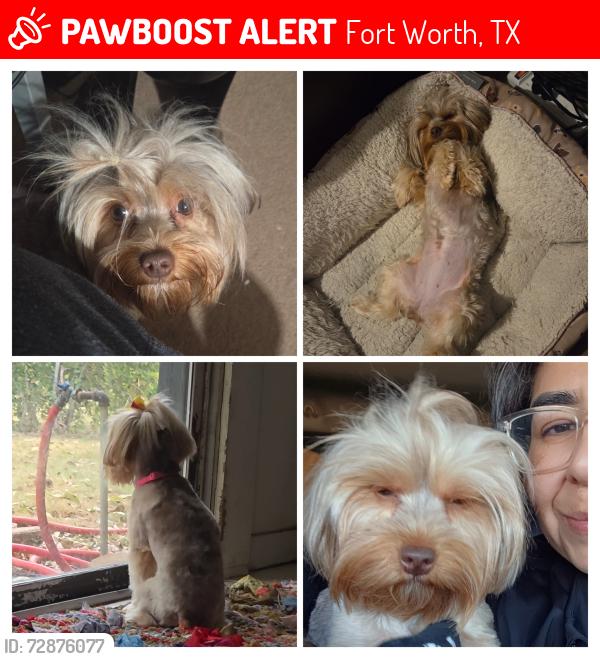 Lost Female Dog last seen Oak Grove, Fort Worth, TX 76134