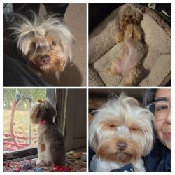 Lost Female Dog last seen Oak Grove, Fort Worth, TX 76134