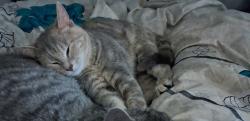Lost Female Cat last seen Lake mitc , Clanton, AL 35046