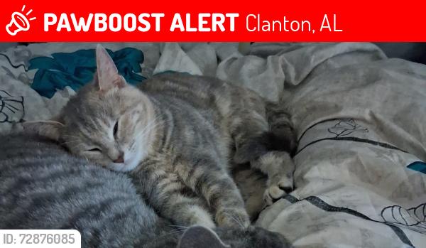 Lost Female Cat last seen Lake mitc , Clanton, AL 35046