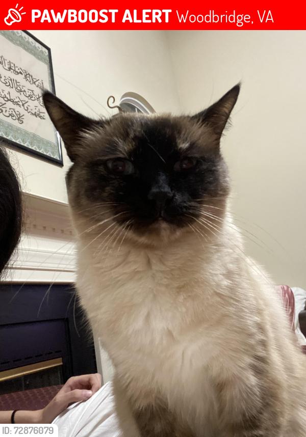 Lost Female Cat last seen Hoadly road Woodbridge , Woodbridge, VA 22193