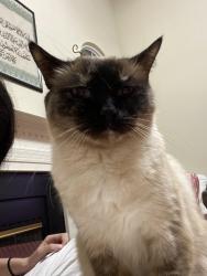 Lost Female Cat last seen Hoadly road Woodbridge , Woodbridge, VA 22193