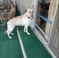 Found/Stray Female Dog last seen Cedar & Shields area Fresno CA, Fresno, CA 93726