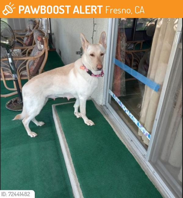 Found/Stray Female Dog last seen Cedar & Shields area Fresno CA, Fresno, CA 93726