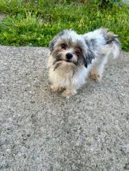 Found/Stray Male Dog last seen Westfield dr south , Columbus, OH 43223