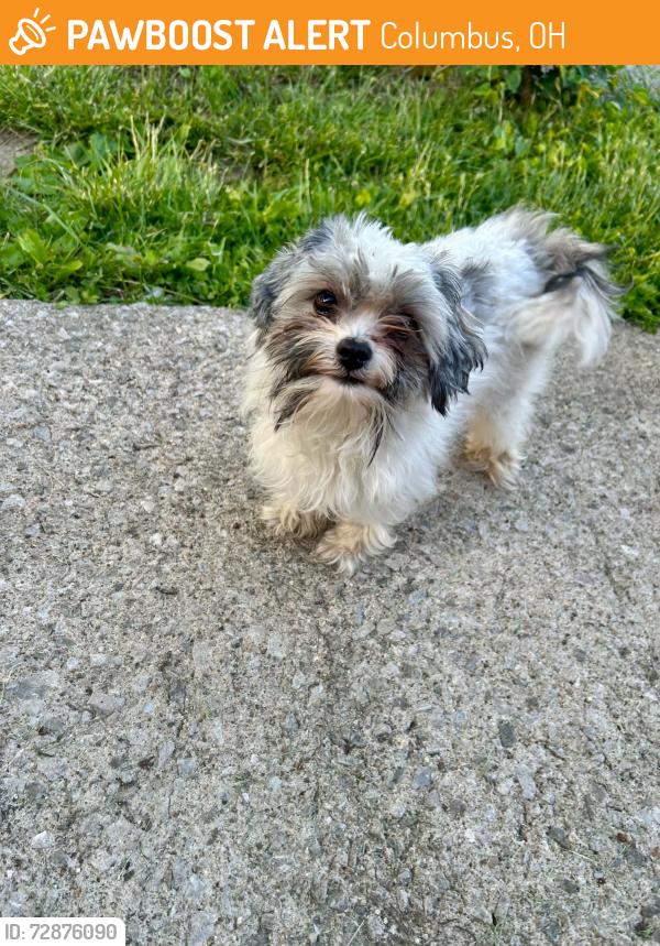 Found/Stray Male Dog last seen Westfield dr south, Columbus, OH 43223