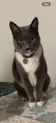Lost Female Cat last seen Chula Vista DMV, Chula Vista, CA 91910