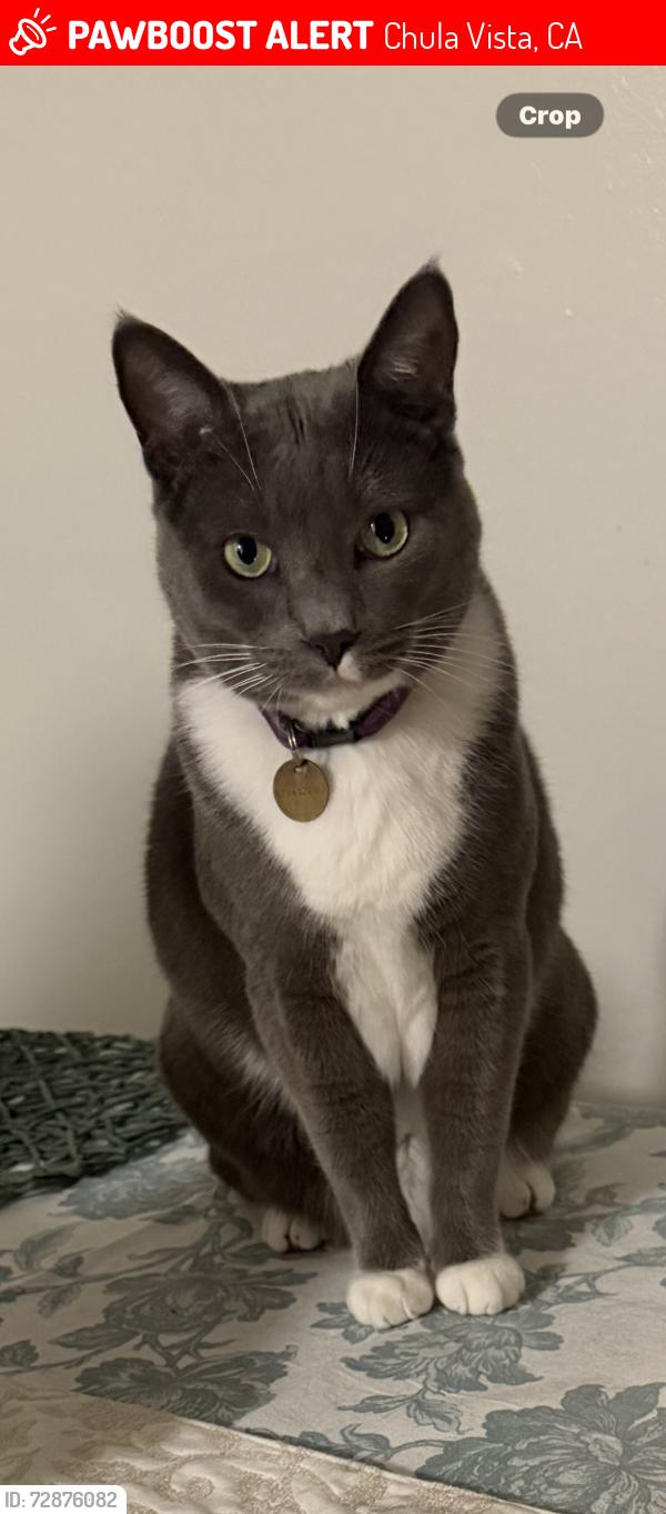 Lost Female Cat last seen Chula Vista DMV, Chula Vista, CA 91910