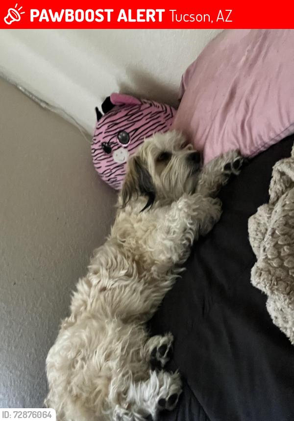 Lost Male Dog last seen Pasqua Yaqui Tribe, Tucson, AZ 85757