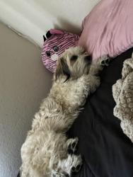 Lost Male Dog last seen Pasqua Yaqui Tribe, Tucson, AZ 85757
