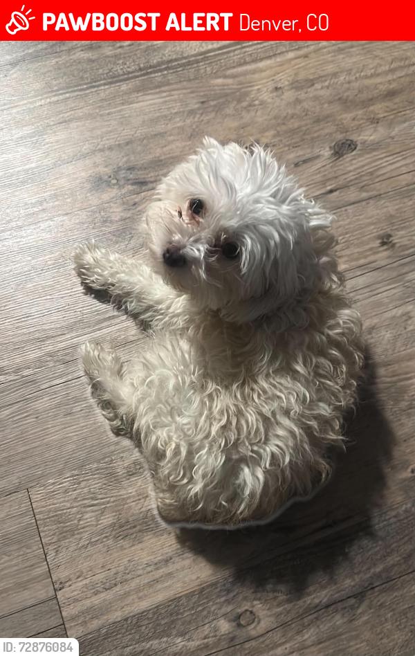 Lost Female Dog last seen W 76th Ave, Denver, CO 80221