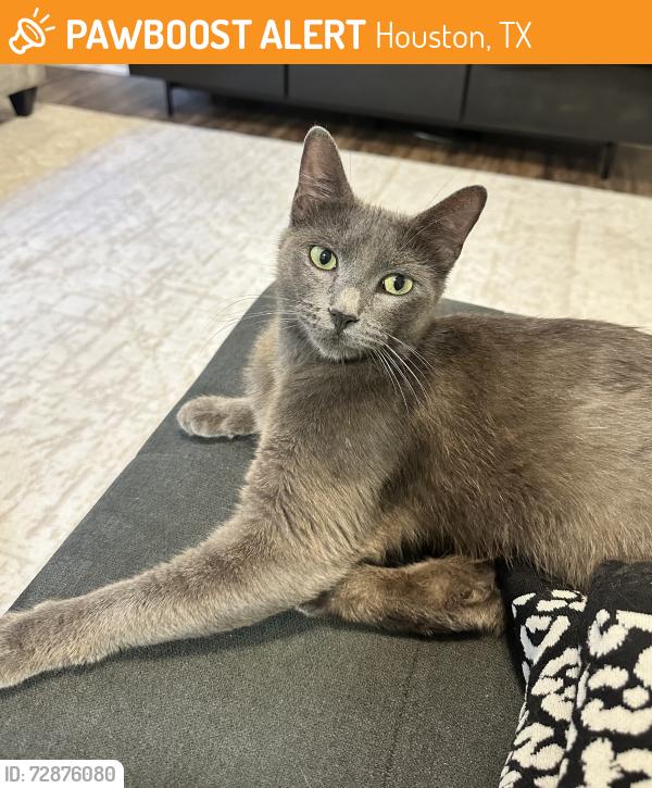 Found/Stray Female Cat last seen Westheimer Rd , Houston, TX 77063
