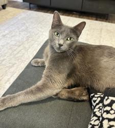 Found/Stray Female Cat last seen Westheimer Rd , Houston, TX 77063
