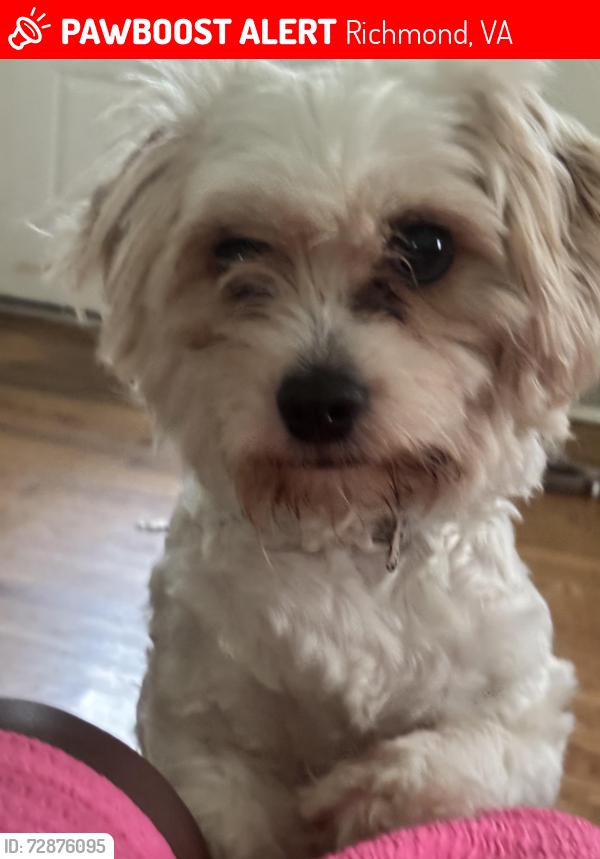 Lost Female Dog last seen MECHANICSVILLE And redwood, Richmond, VA 23223