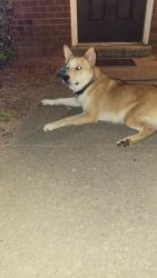 Found/Stray Male Dog last seen White Horse Rd, Greenville, SC 29605