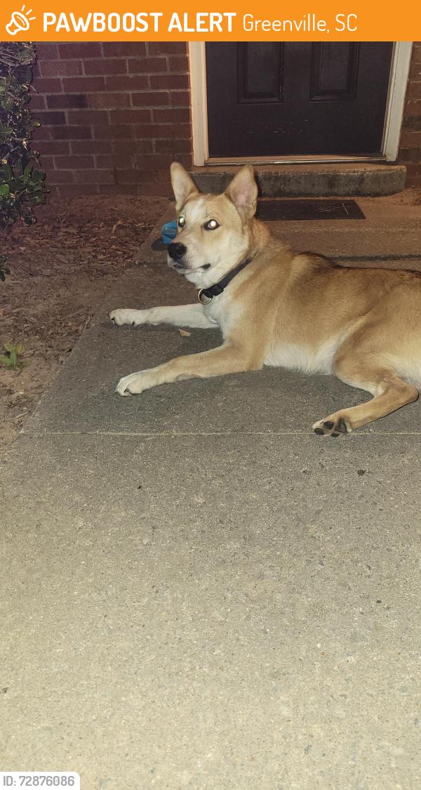 Found/Stray Male Dog last seen White Horse Rd, Greenville, SC 29605