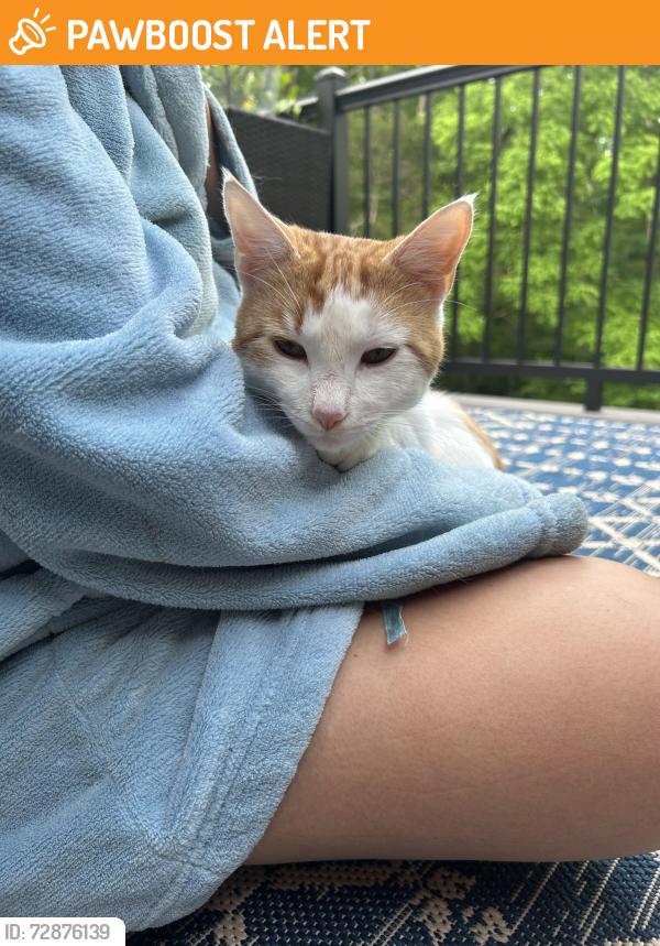 Found/Stray Male Cat last seen Ooltewah High School, Hamilton County, TN 37363