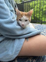 Found/Stray Male Cat last seen Ooltewah High School, Hamilton County, TN 37363
