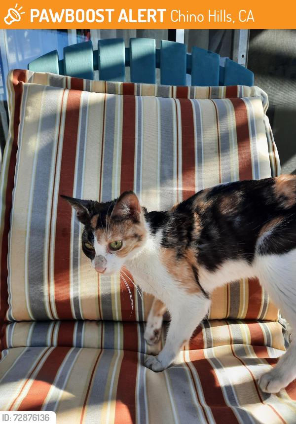 Found/Stray Female Cat last seen Hazelwood and Chino Hills Parkway , Chino Hills, CA 91709
