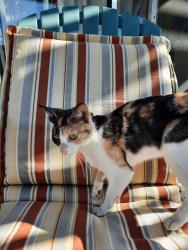 Found/Stray Female Cat last seen Hazelwood and Chino Hills Parkway , Chino Hills, CA 91709