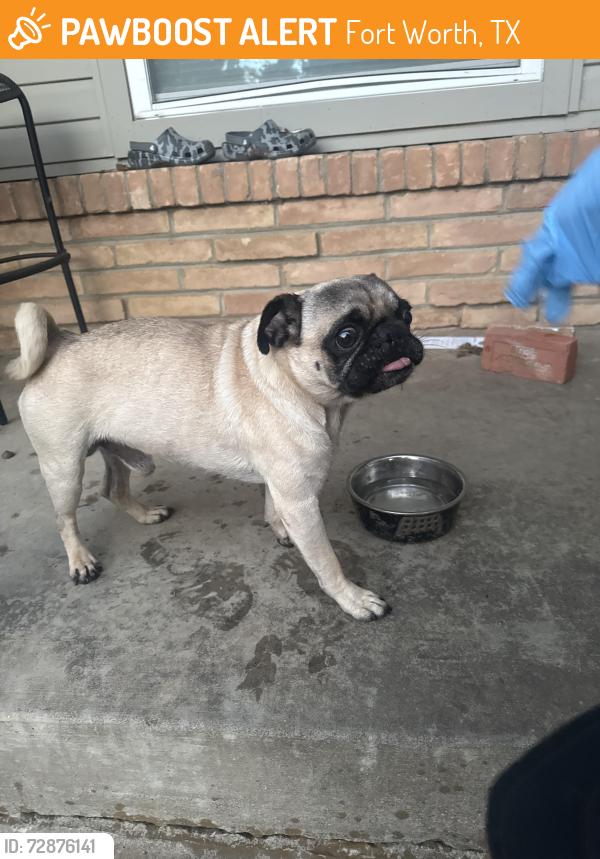 Found/Stray Male Dog last seen San Jose dr and meadowbrook , Fort Worth, TX 76112