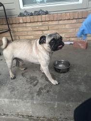 Found/Stray Male Dog last seen San Jose dr and meadowbrook , Fort Worth, TX 76112