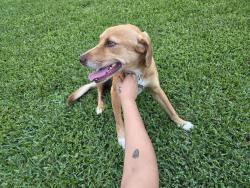 Found/Stray Female Dog last seen Near Huffmeister, Houston, TX 77429