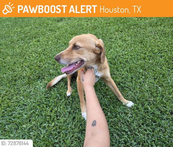 Found/Stray Female Dog last seen Near Huffmeister, Houston, TX 77429